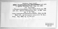 Leptosphaeria artemisiae image
